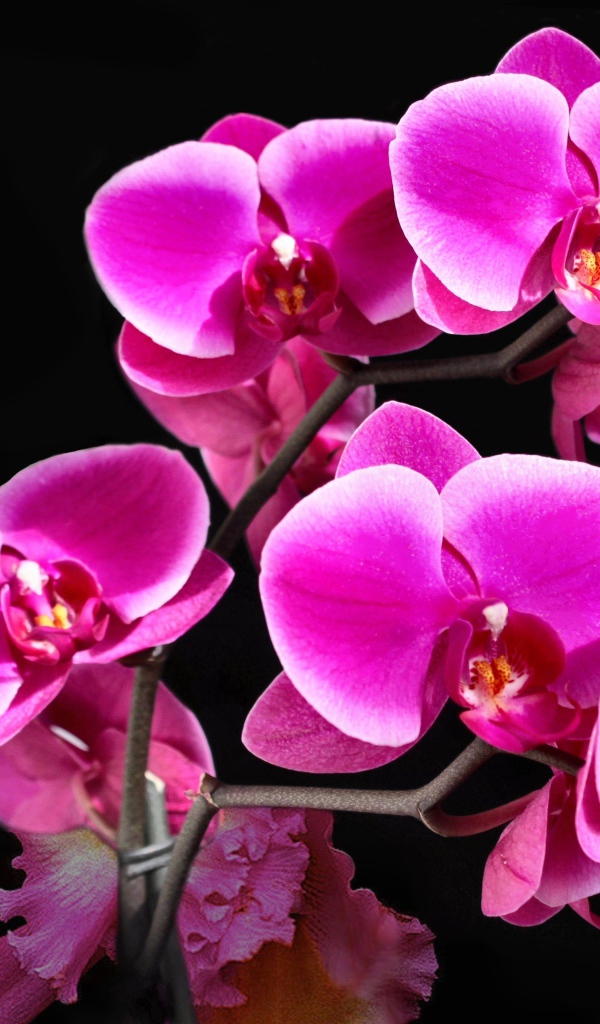 Красивые розовые цветы орхидеи на черном фоне