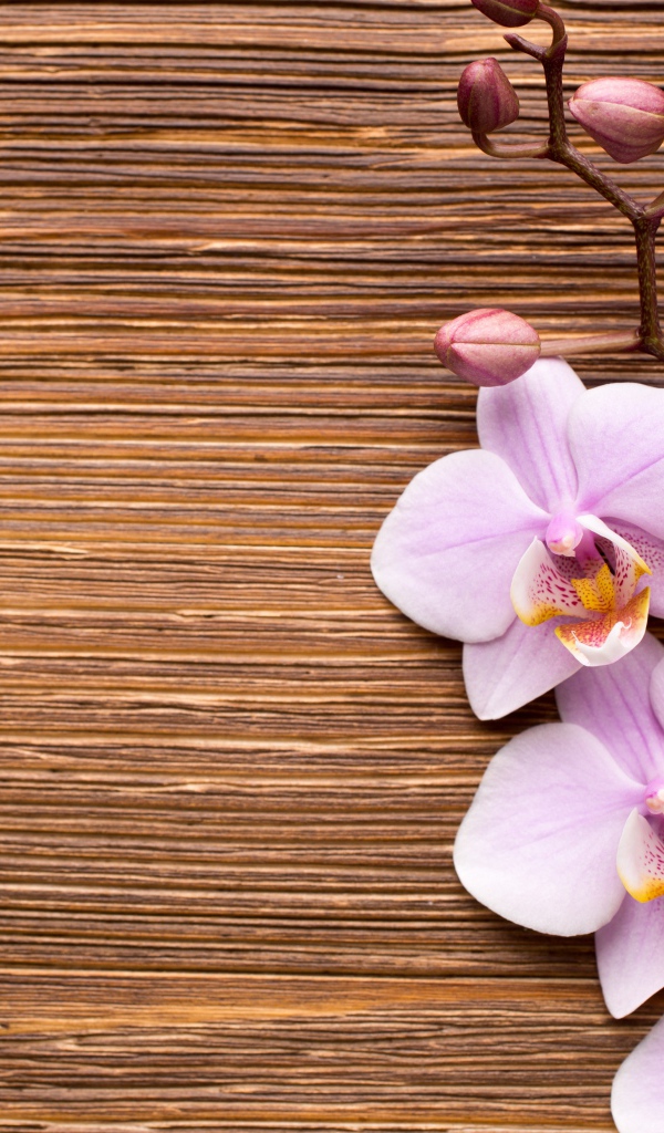 Красивые розовые орхидеи на деревянном фоне