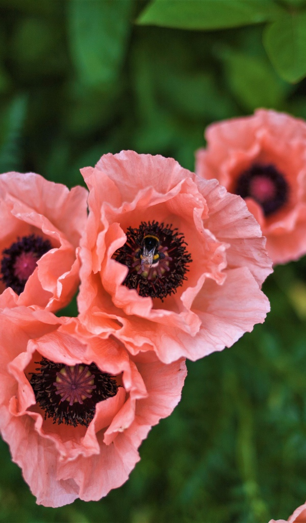 Красивые розовые маки на клумбе