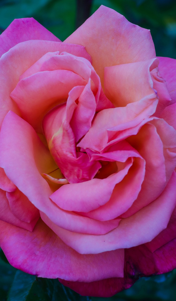 Розовая садовая красивая роза крупным планом