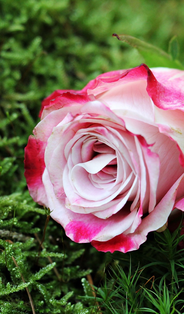 Красивая розовая роза лежит на зеленом мхе