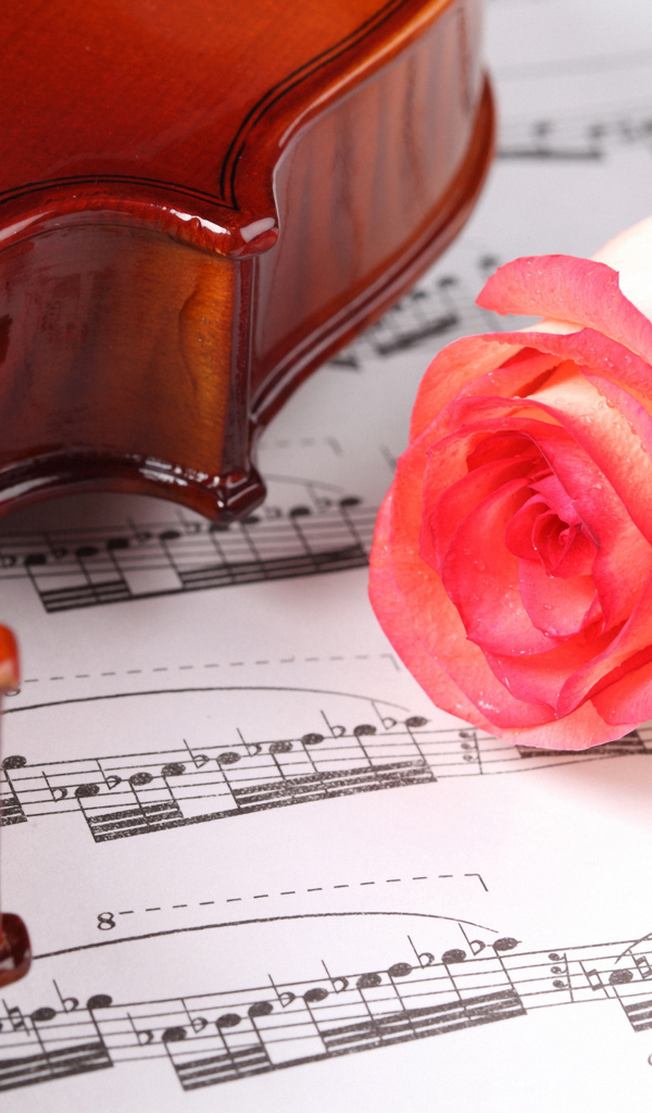 Красивая розовая роза на нотах со скрипкой