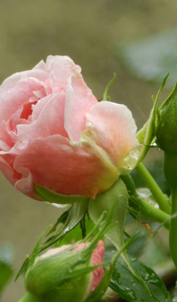 Красивая розовая роза с бутонами под дождем