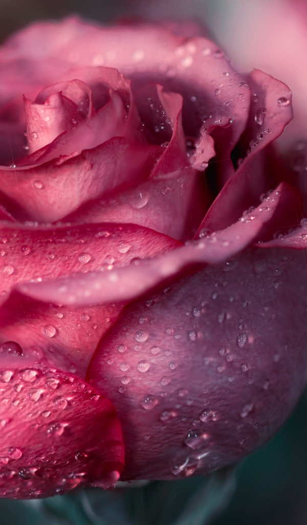 Красивая розовая роза с лепестками в росе