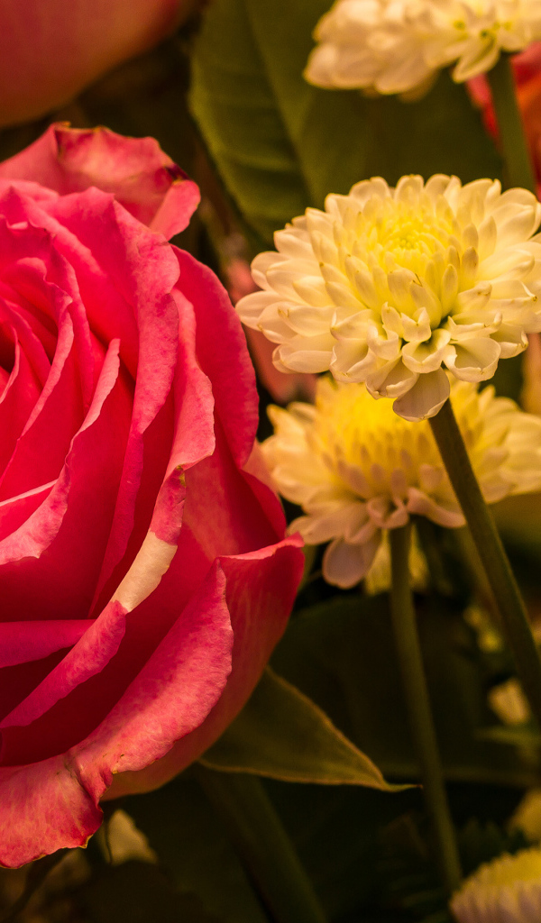 Красивая розовая роза с белыми хризантемами