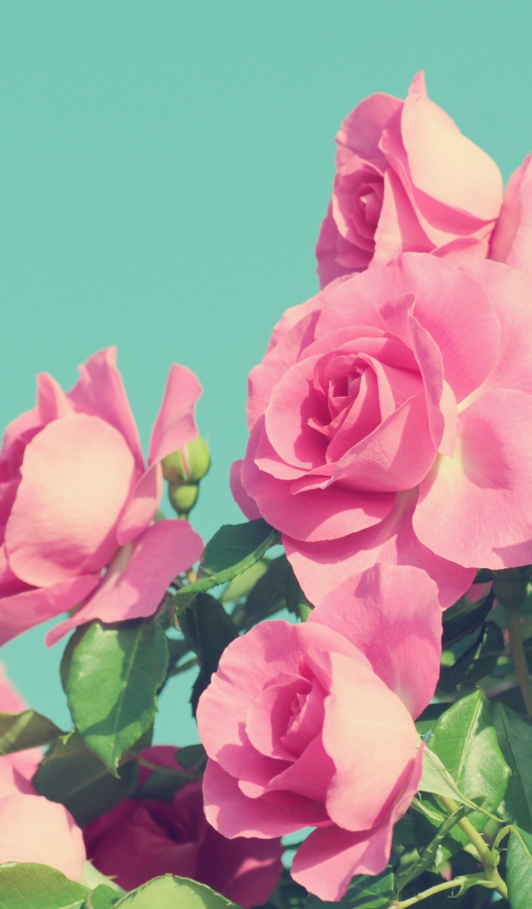 Красивые розовые розы на голубом фоне