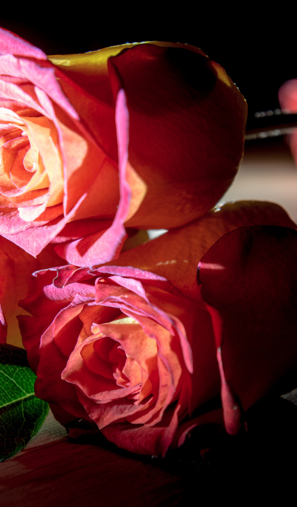 Красивые розовые розы на деревянном столе