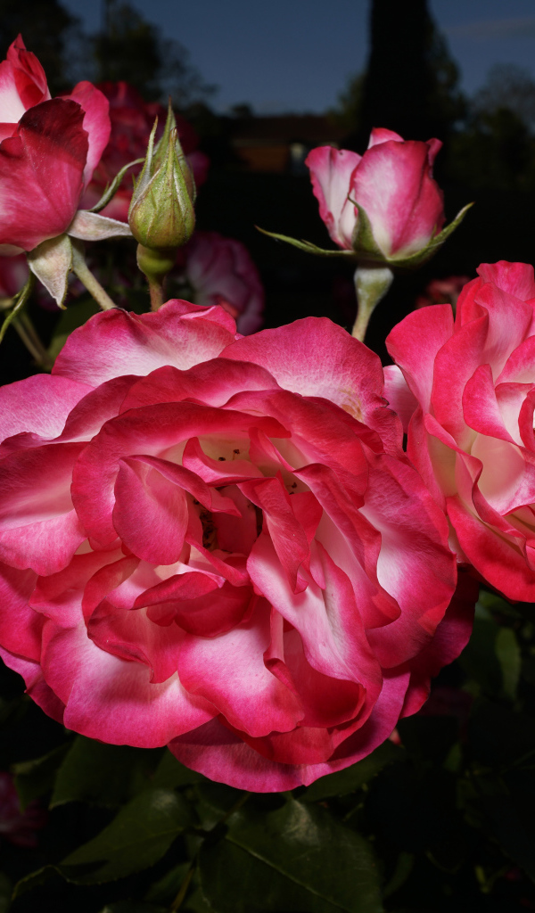 Красивые розовые розы с бутонами на клумбе 