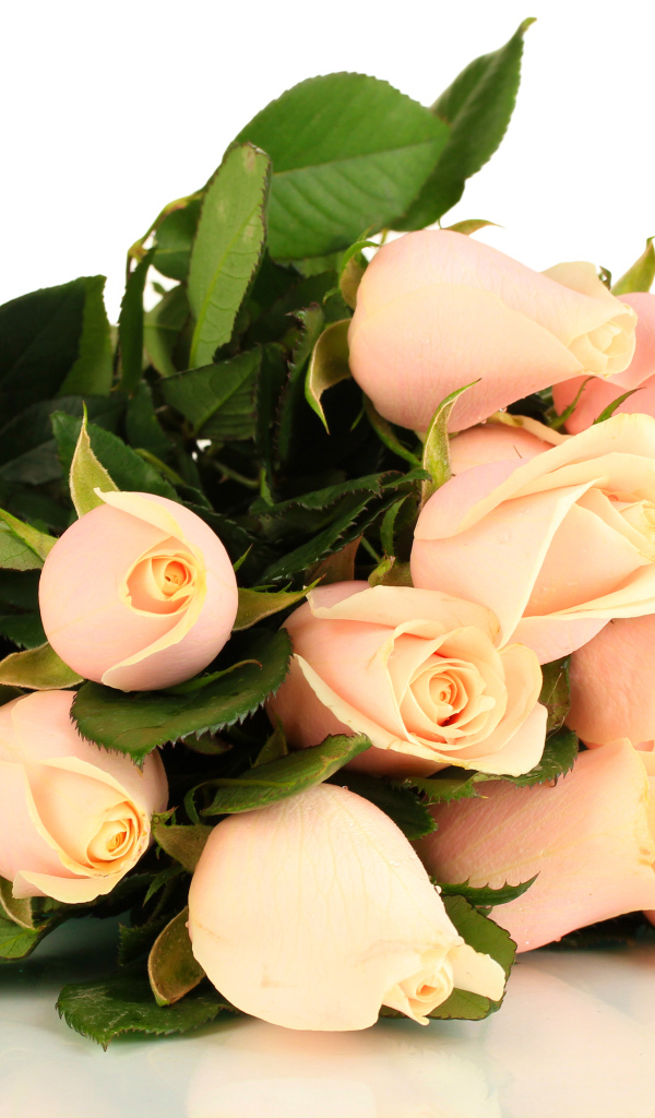 Красивые розовые розы с зелеными листьями на белом фоне