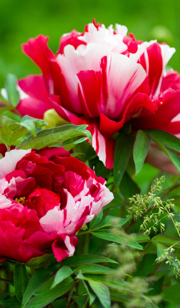 Красивые розовые с белым пионы 