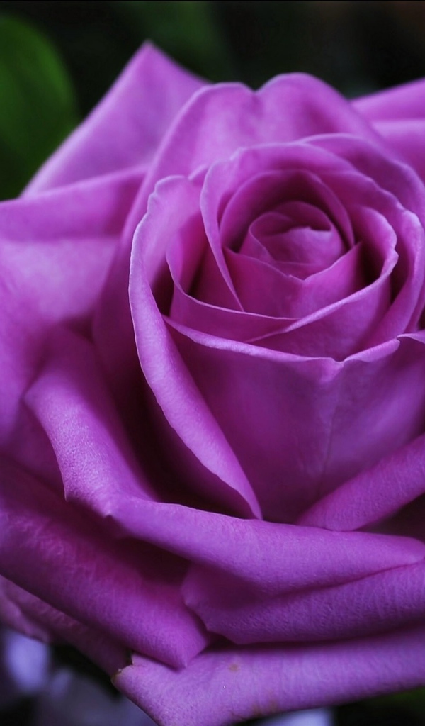 Красивая фиолетовая роза крупным планом
