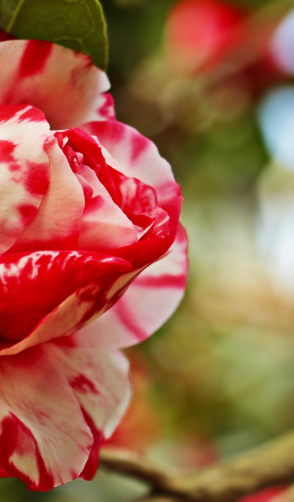 Красивый красно-белый цветок камелии