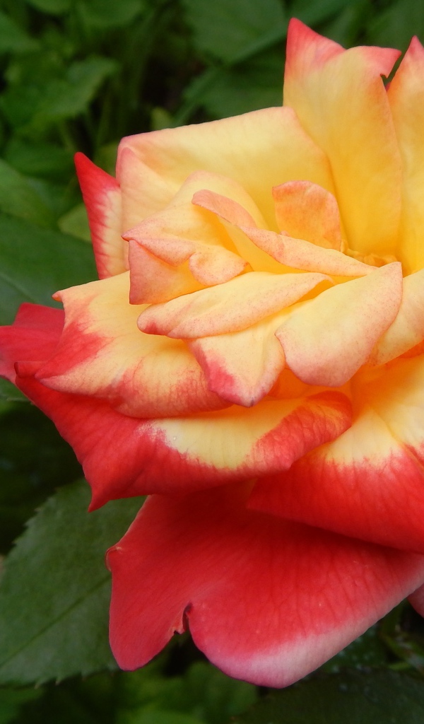 Красивая красно-желтая роза на клумбе крупным планом