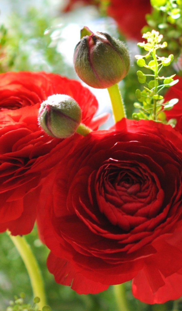 Красивые красные лютики крупным планом 