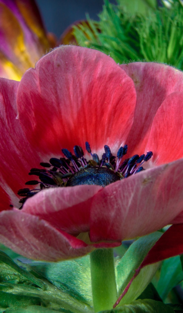 Красивый красный цветок декоративного мака