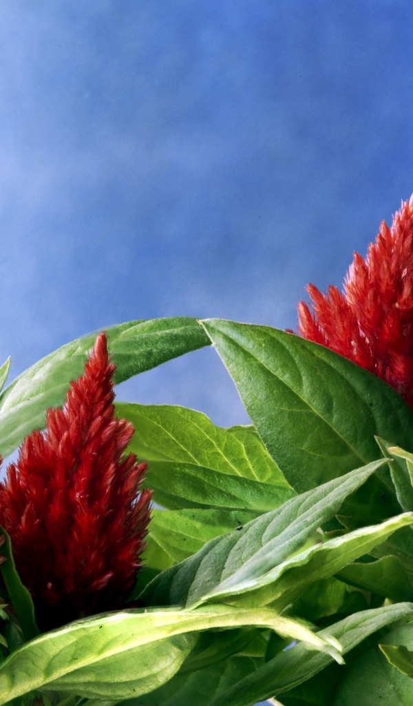 Красивые красные цветы амаранты на голубом фоне