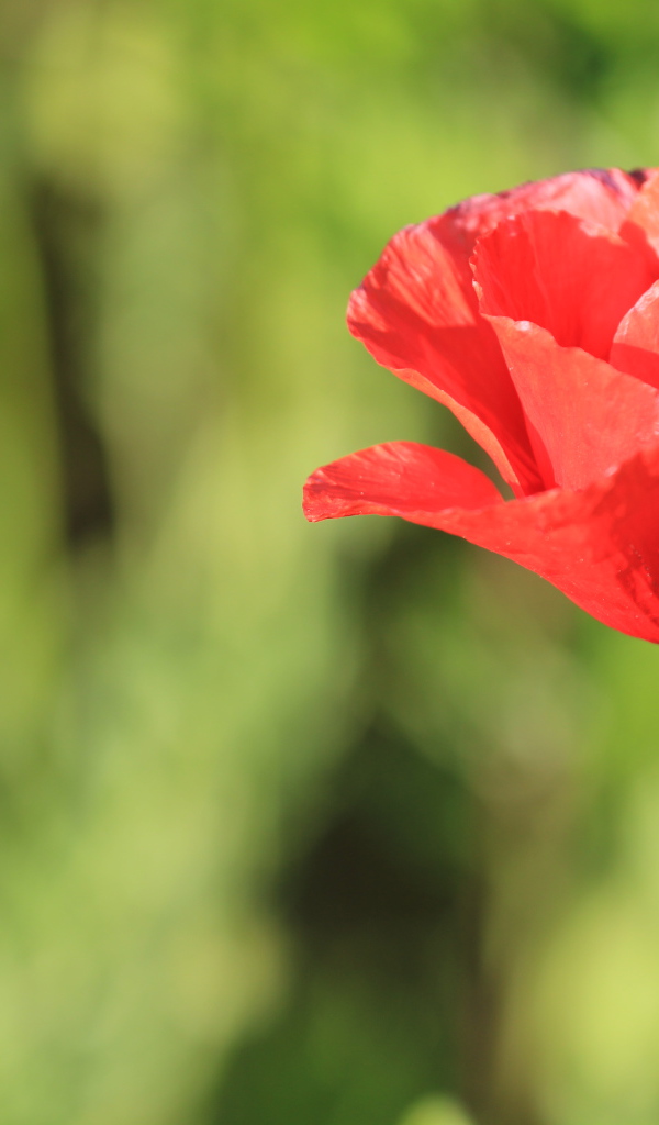 Красивый красный полевой мак крупным планом 