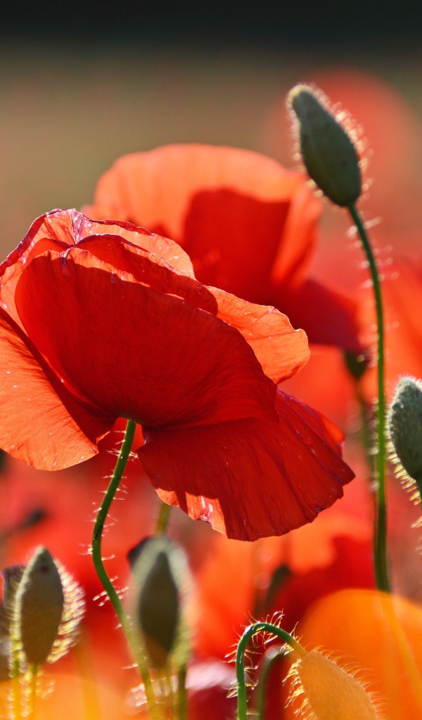 Красивый красный мак в лучах солнца