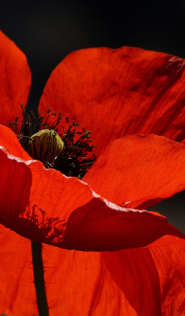 Красивый красный мак в лучах солнца крупным планом