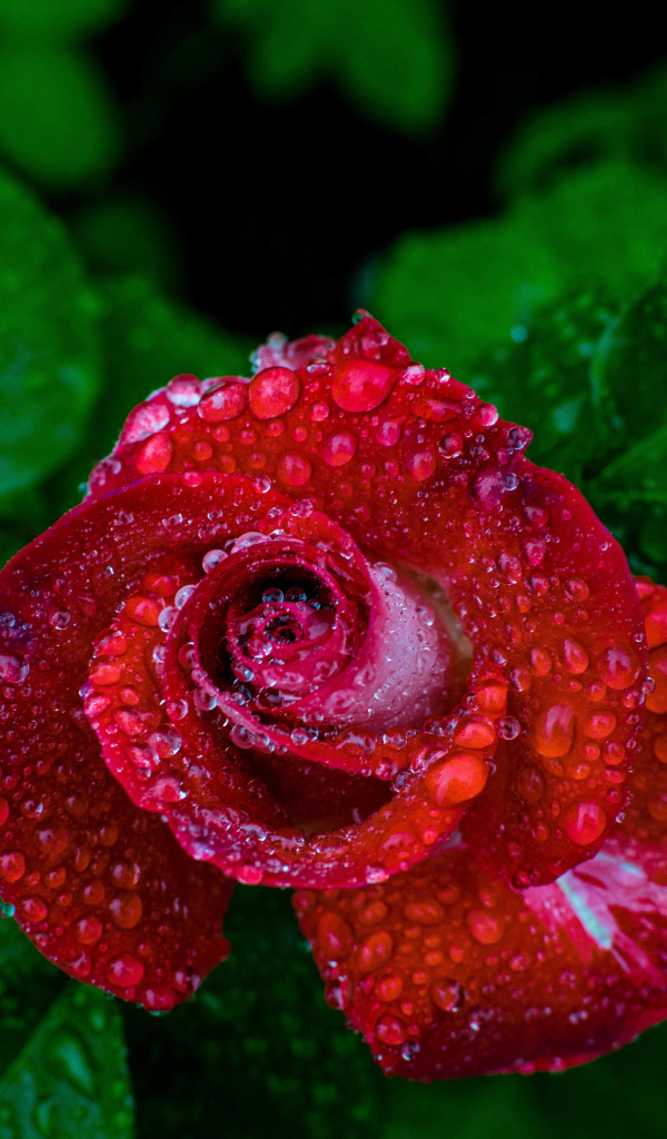 Красивая красная роза в каплях росы вид сверху 