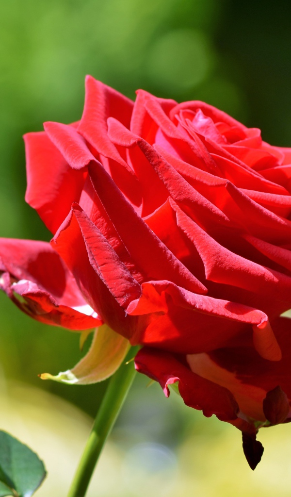 Красивая красная роза в лучах солнца