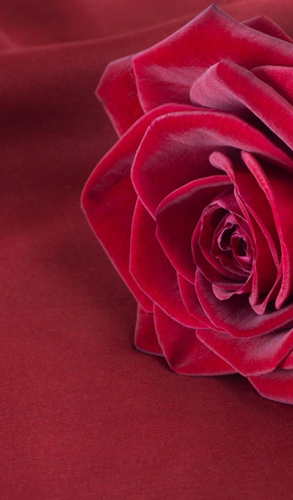 Красивая красная роза лежит на красной ткани
