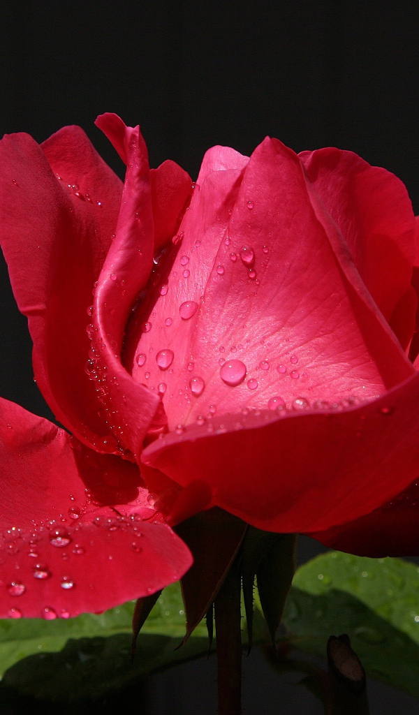 Красивая красная роза с росой на лепестках крупным планом