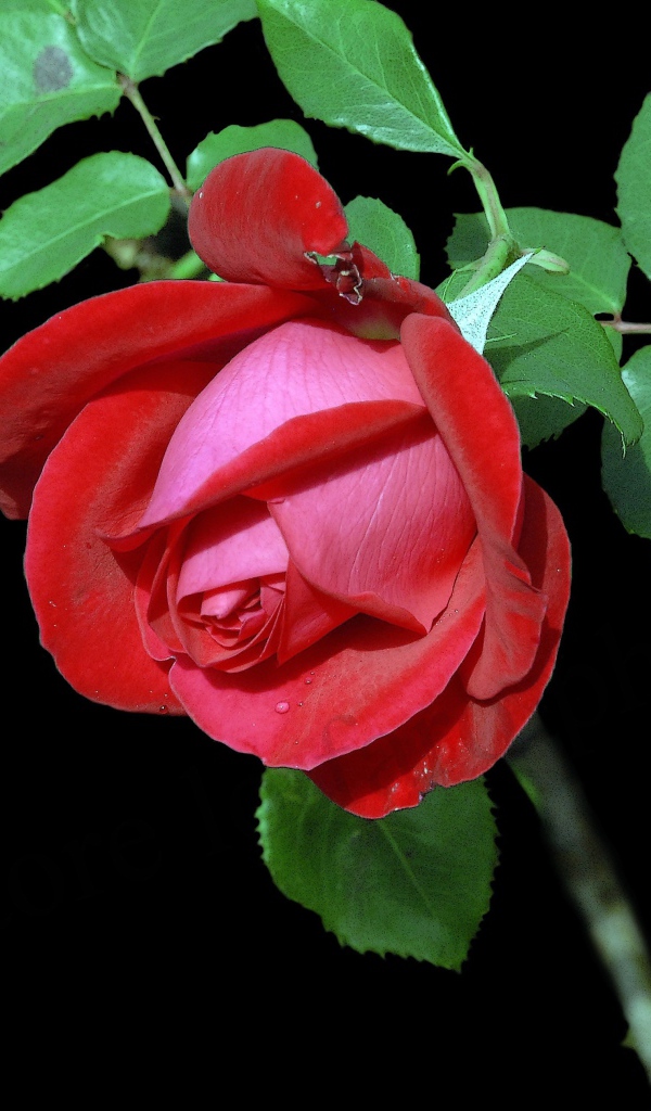 Красивая красная роза с зелеными листьями на черном фоне