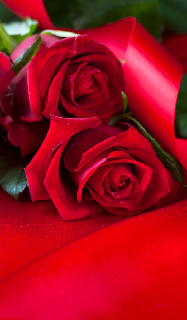 Красивые красные розы с атласной лентой на красном фоне