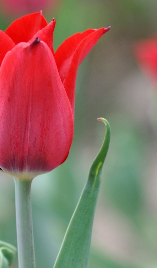 Красивый красный тюльпан крупным планом 