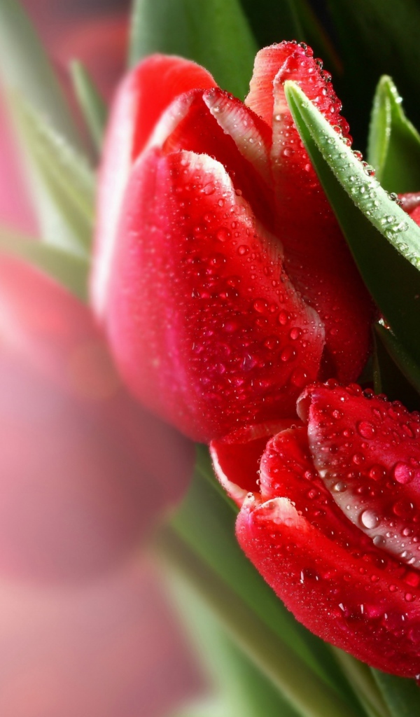 Красивые красные тюльпаны с каплях воды