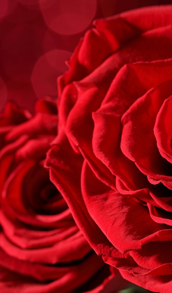 Красивая красная бархатная роза крупным планом 