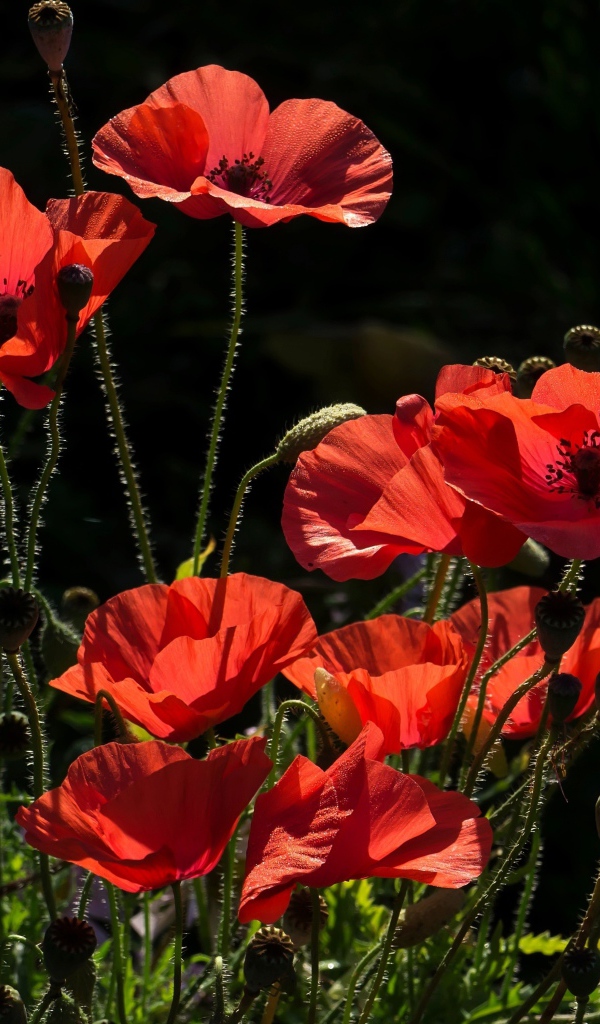 Красивые солнечные красные маки