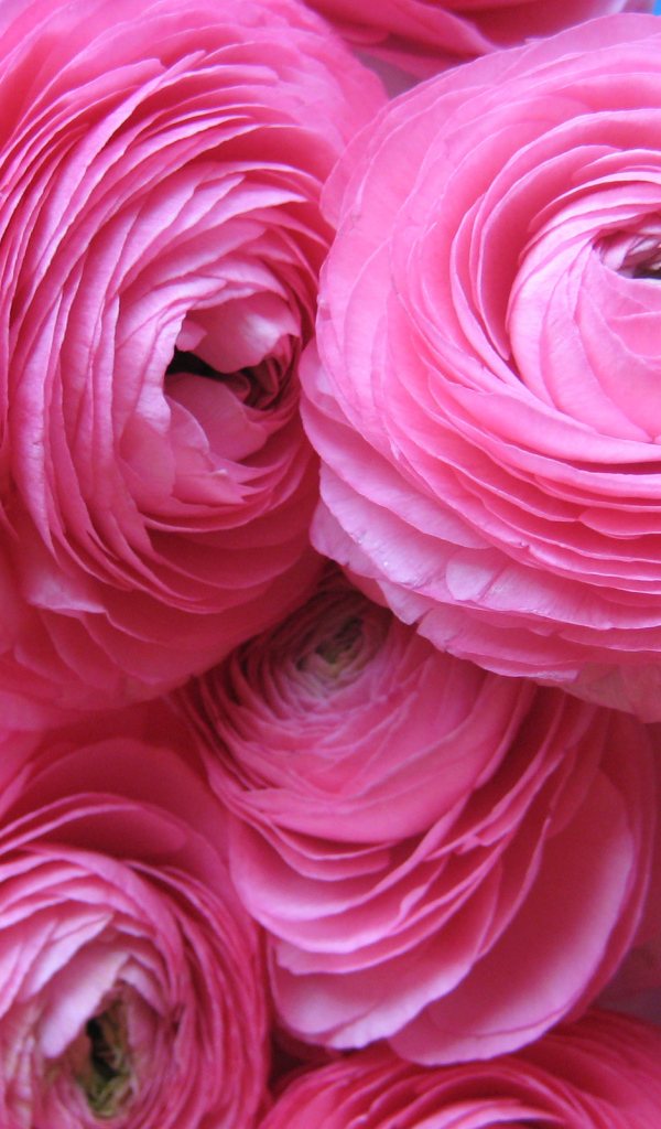 Красивые нежные розовые лютики крупным планом