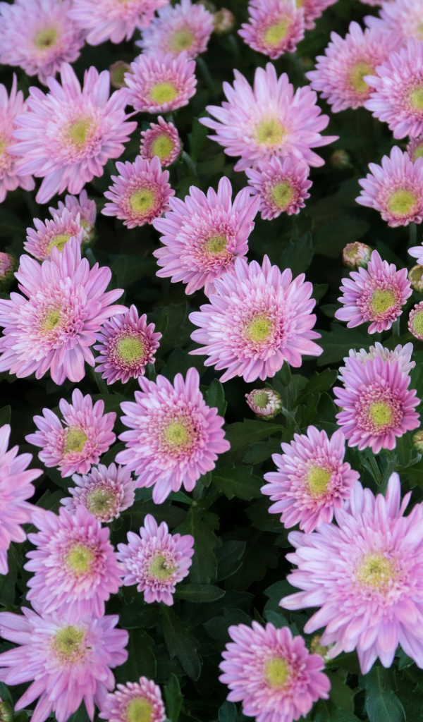 Красивые нежные розовые садовые цветы хризантемы