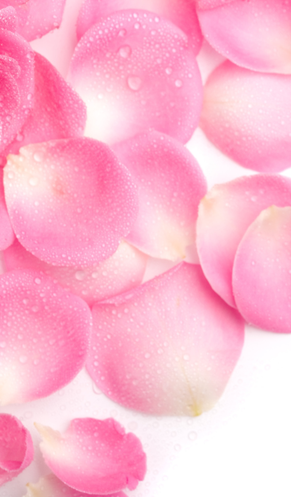 Красивая нежная розовая роза в каплях росы с лепестками на белом фоне