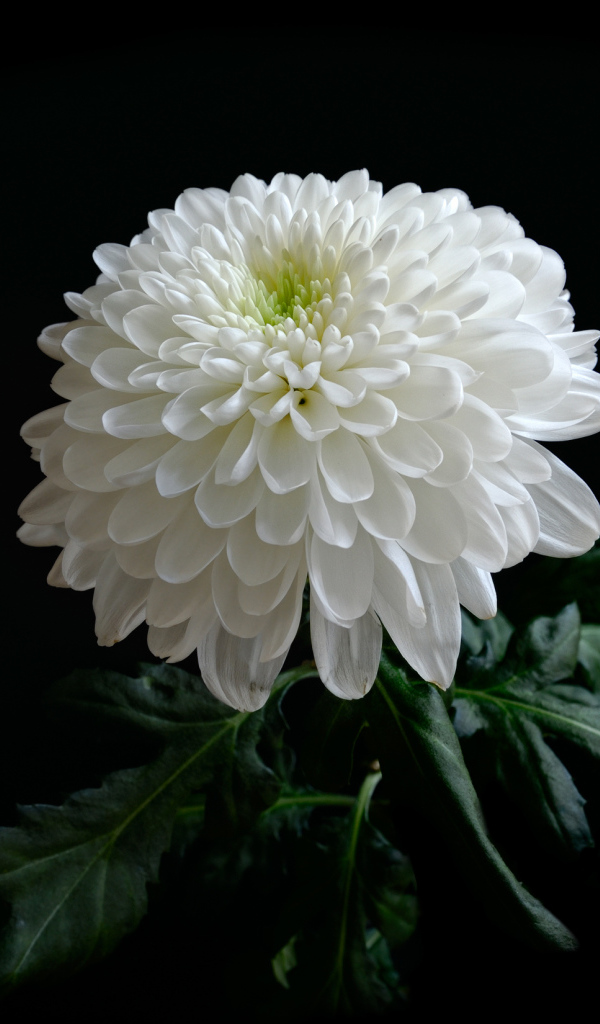 Красивая нежная белая хризантема на черном фоне