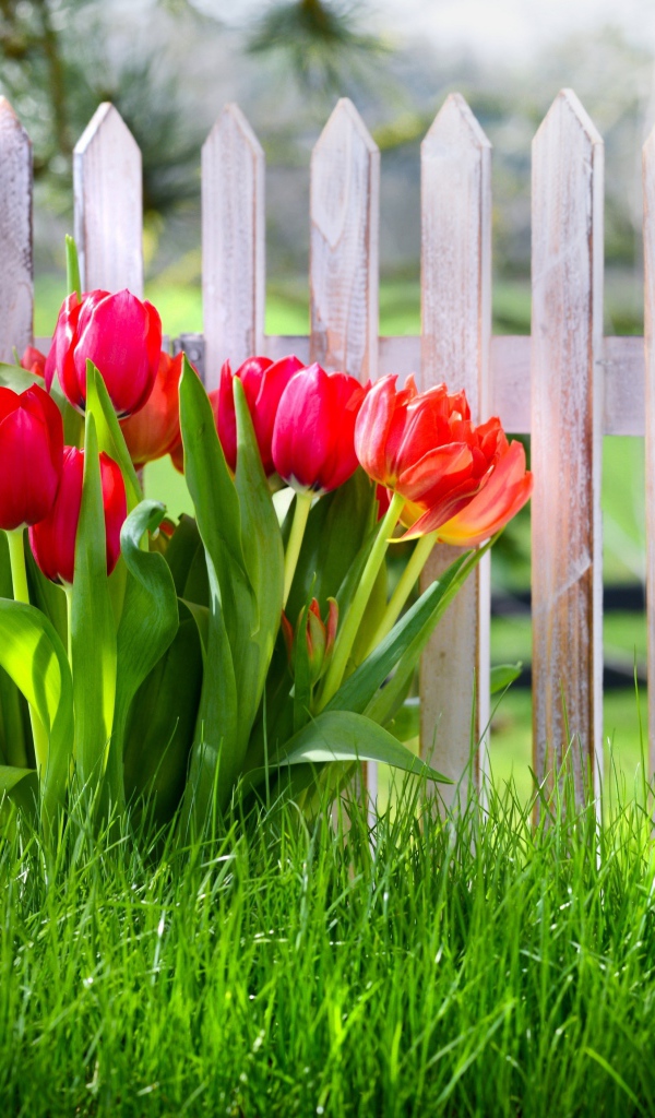 Красивые тюльпаны в зеленой траве под забором