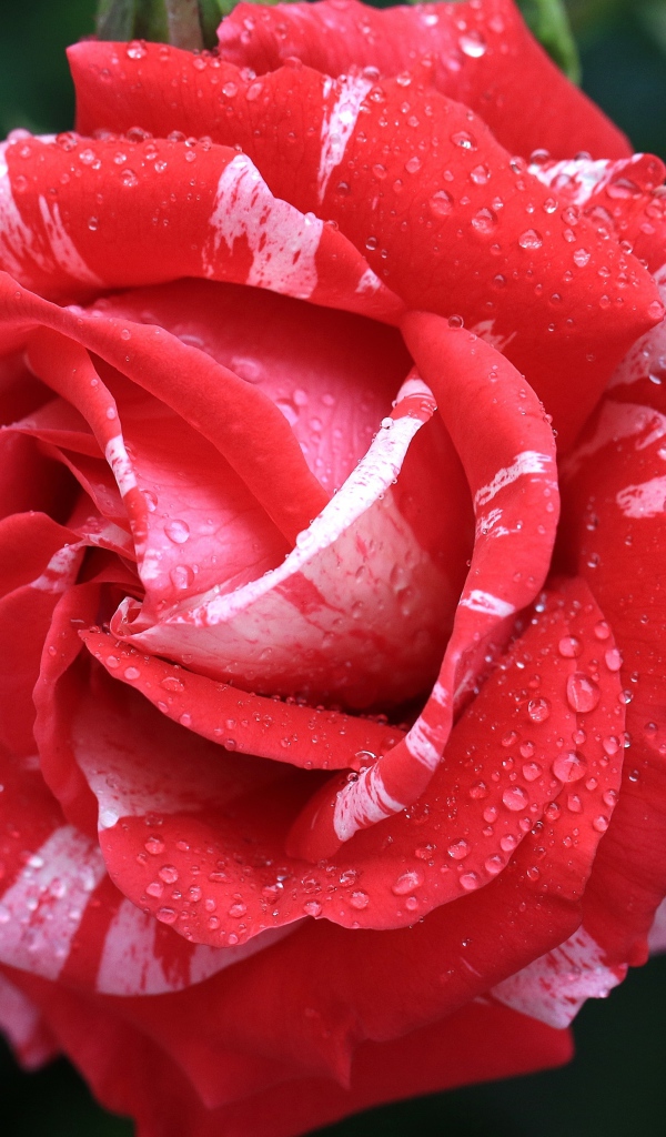 Красивая необычная роза с бутоном в каплях росы