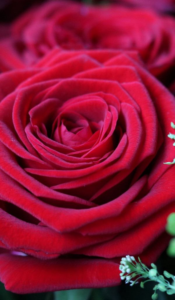 Красивые бархатные красные розы крупным планом