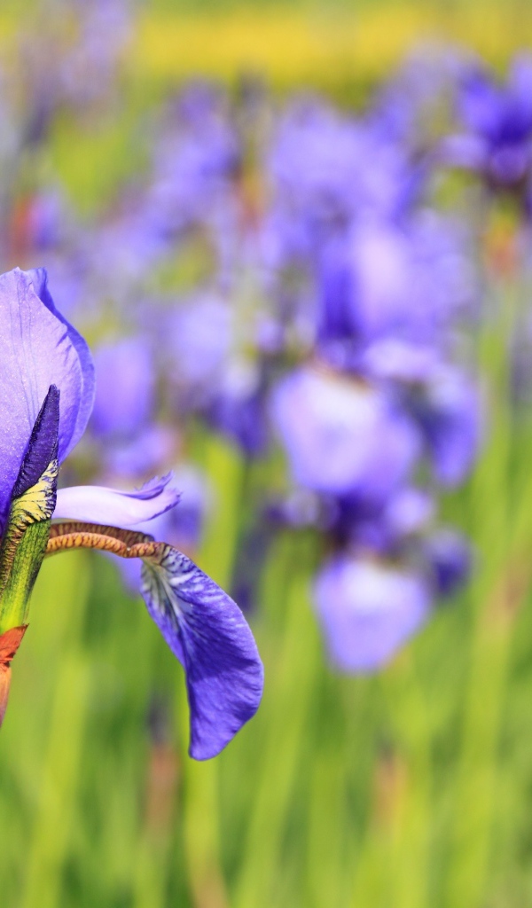 Красивый фиолетовый цветок ирис на клумбе