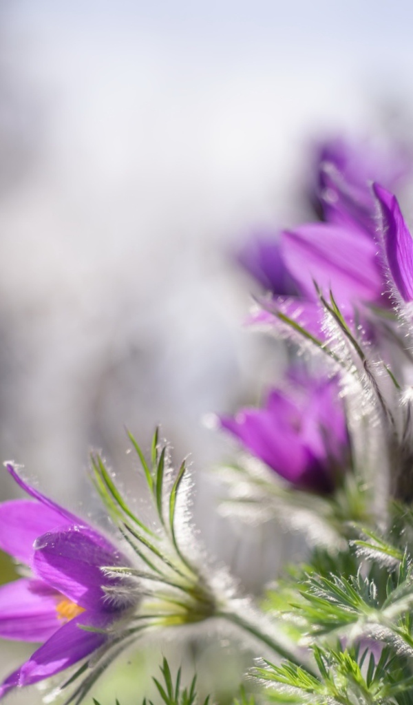 Красивые фиолетовые цветы прострел в лучах солнца