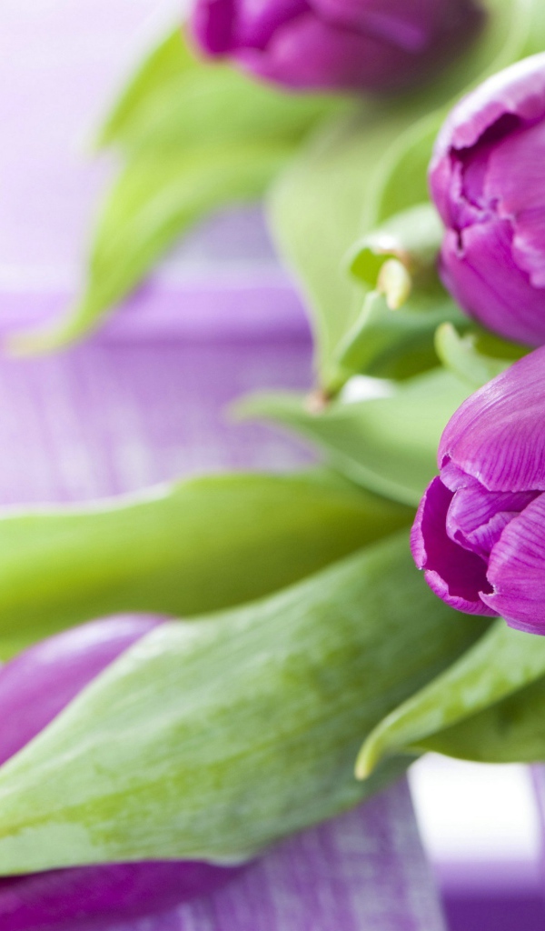 Красивые фиолетовые тюльпаны с зелеными листьями