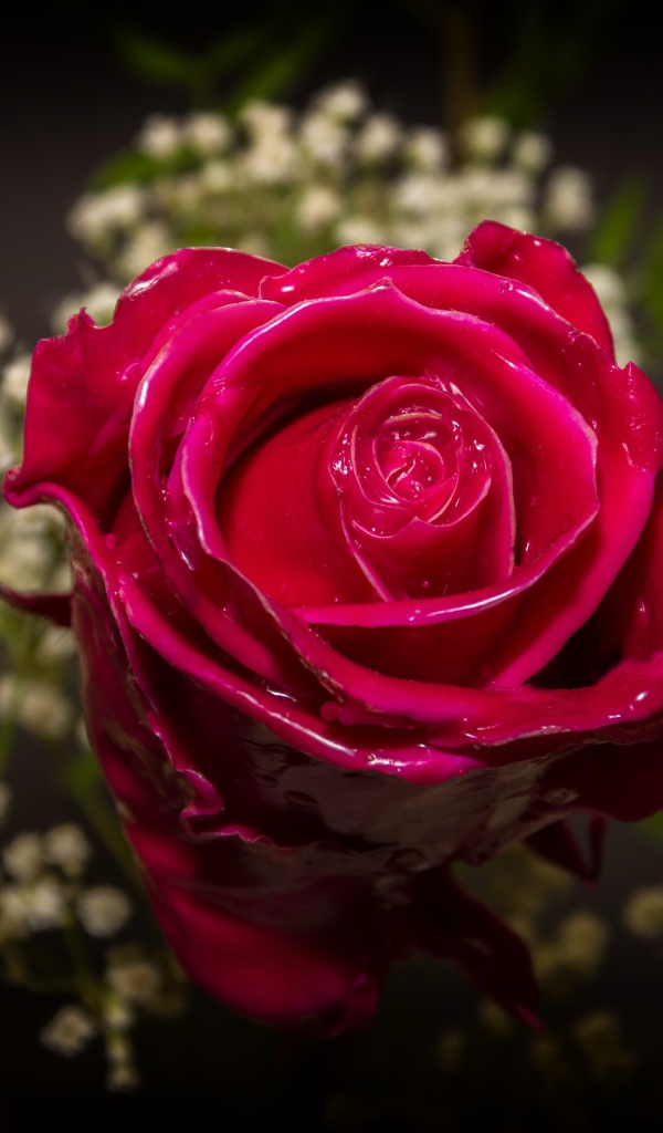 Красивая мокрая красная роза с белыми цветами