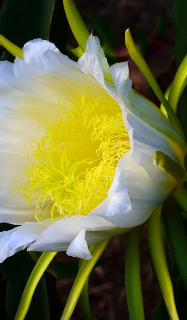 Красивый белый цветок кактуса