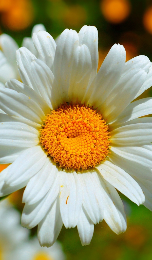 Красивые белые ромашки в лучах солнца