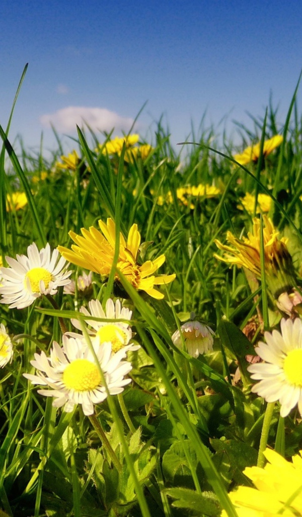 Красивые белые ромашки с одуванчиками в зеленой траве