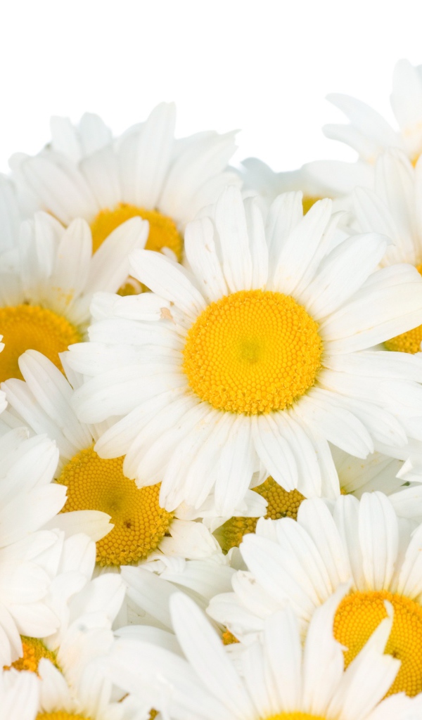 Красивые белые ромашки с желтой серединкой на белом фоне