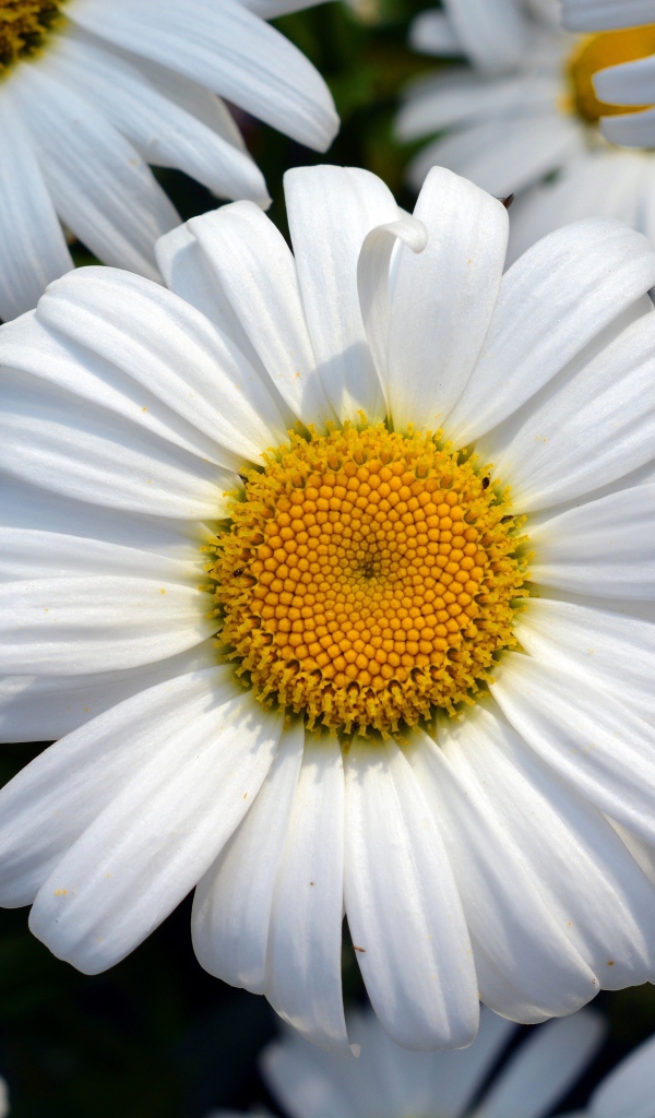 Красивые белые ромашки с желтыми серединками крупным планом