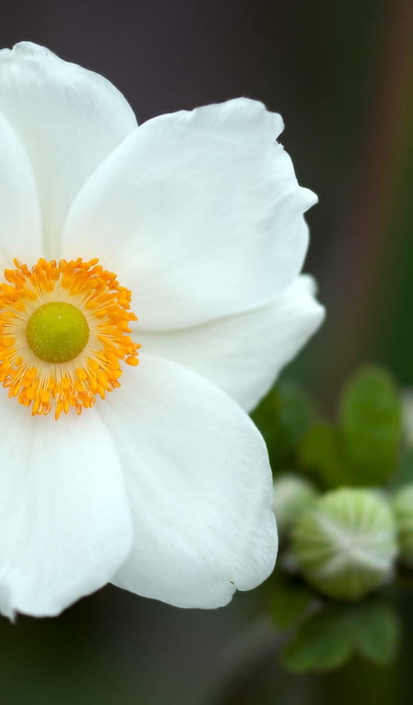 Красивый белый нежный цветок анемоны крупным планом